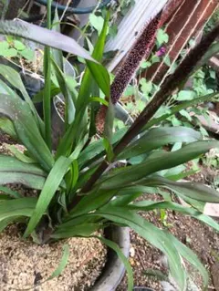 ちゃーハン様 リクエスト 5点 まとめ商品