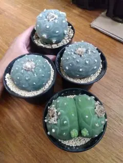 アズテキウム 花籠 2.5号ポットつき 破格4鉢セット❗ ⑦ - メルカリ