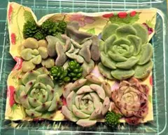 エケベリア セット