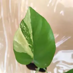 2025年最新】ラフィドフォラ パラゴンの人気アイテム - メルカリ