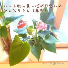 【B級品/観葉植物】ハート♥の形が可愛い♪アンスリウム ショートサイズ鉢植え1鉢のサムネイル