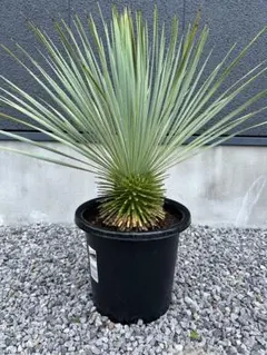ユッカ ロストラータ 50株 鉢植え発送 - メルカリ