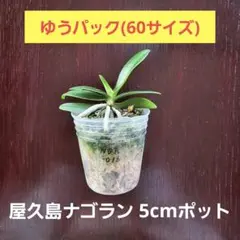 2026年最新】屋久島産ビカクシダの人気アイテム - メルカリ