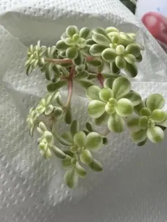 多肉植物　セダム　斑入り浜万年草 浜万年草錦 カット苗　四角鉢①のサムネイル