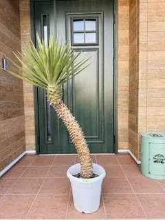 2026年最新】ユッカ アロイフォリアの人気アイテム - メルカリ