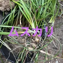 ムスカリの球根１００粒