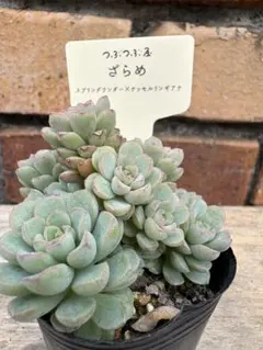 札付き つぶつぶ屋✡️くもも✡️多肉 抜き苗 つぶー 寄せ植 - メルカリ
