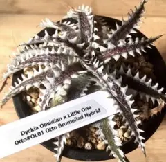 2025年最新】ディッキアの人気アイテム - メルカリ