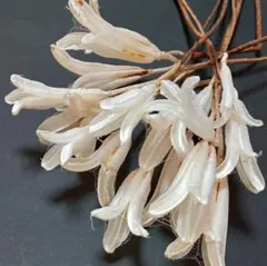 2025年最新】ユリの花殻の人気アイテム - メルカリ