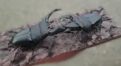 Item thumbnail for item ac2abb7f-1faf-4783-bb0a-945f8683d1ac