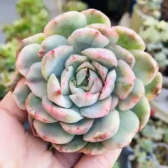紅化粧錦 群生 エケベリア 多肉植物 - メルカリ