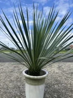 2026年最新】ユッカ 植物の人気アイテム - メルカリ