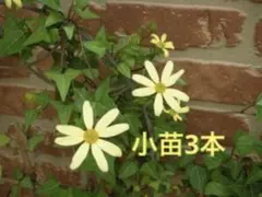 マーガレットアイビー　根付き苗3本　128のサムネイル