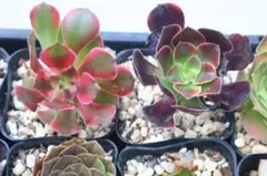多肉植物アエオニウム⑨【5種類セット】カット苗 - メルカリ