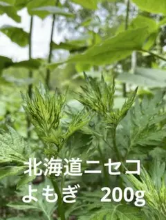天然よもぎ　200g　北海道ニセコのサムネイル