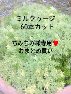 ちみちみ様 リクエスト 2点 まとめ商品