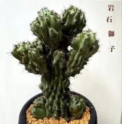 ✨2026✨柱サボテンセレウス①岩石獅子 鬼面角綴化 多肉植物サボテン