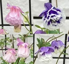 (ღˇᴗˇ)。o♡早目の発送ok☆様 リクエスト 2点 まとめ商品