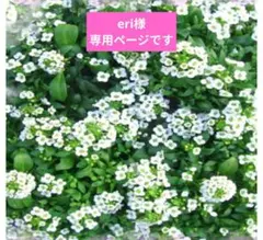 専用ページです