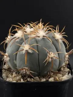 2025年最新】エキノカクタス 雷帝の人気アイテム - メルカリ