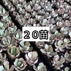 2025年最新】ストリクチフローラノヴァの人気アイテム - メルカリ
