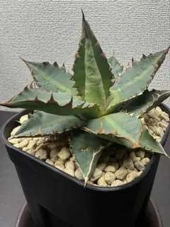 アガベ チタノタ 紅獅 【金剛】鉢植え発送‼️① - メルカリ