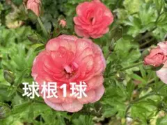 ラナンキュラスラックス　ディオネ　超希少　発芽済み　メルカリ便発送 ラナンキュラスラックス ディオネ 超希少 発芽済み メルカリ便