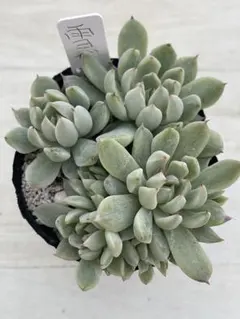 リンゼアナ　おらいさん　ポットごと　札なし　メルカリ便　エケベリア　コロラータ おらいさん苗 リンゼアナ実生 鉢ごと発送 - メルカリ