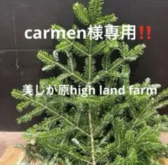 もみの木　枝　60cm規格箱 もみの木 枝 60cm規格箱 c060001m1b.jpg