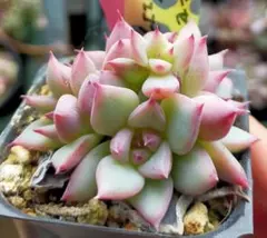 2026年最新】ホーリンゼ 多肉の人気アイテム - メルカリ