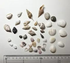 ハンドメイド用素材 天然 貝殻