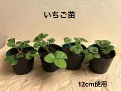 2025年最新】イチゴ 苗の人気アイテム - メルカリ