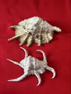 大型天然貝殻4点セット マンボウガイ2点 テングガイ2点 貝殻 標本 大型天然貝殻4点セット マンボウガイ2点 テングガイ2点 貝殻 標本