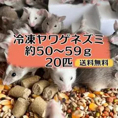 冷凍ヤワゲネズミ 約40～49g 20匹 【送料無料】 - メルカリ