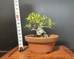 ピラカン 盆栽のサムネイル