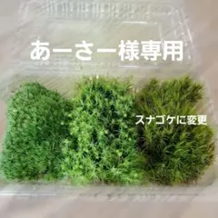 あーさー様専用　テラリウム用三種類S