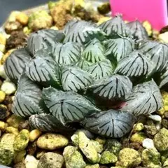 OMオブツーサ錦 超美株 ハオルチア 観葉植物 27 - メルカリ