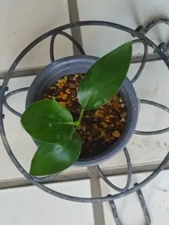 山城宏統様 リクエスト 2点 まとめ商品