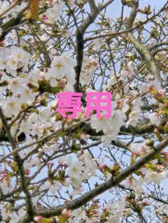 ＊りな様専用＊