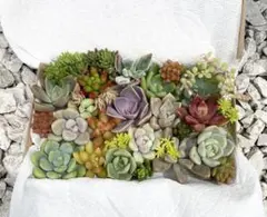 多肉植物　カット苗箱いっぱいセット