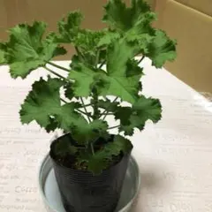 2026年最新】ペラルゴニウム苗の人気アイテム - メルカリ