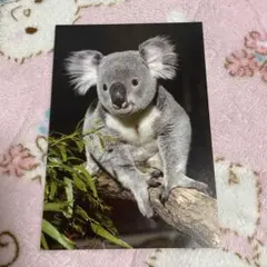 Item thumbnail for item 0186d933-dd02-4035-81ef-072e03f32560