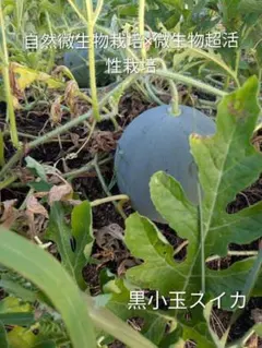 自然微生物栽培　黒小玉すいか　2ｋｇ～３ｋｇのサムネイル