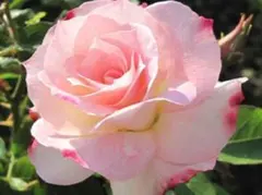 クリフ　プロフィール必読様 リクエスト 3点 まとめ商品