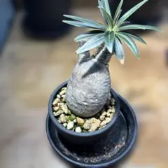 パキポディウム グラキリス 塊根植物 綴化崩れ - メルカリ