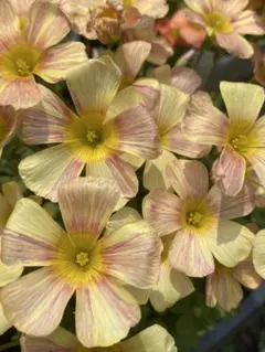 山草花太郎様 リクエスト 2点 まとめ商品