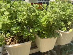 アロマティカス　抜き苗　3本セット