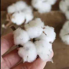 綿の実　コットン24個（白、茶色、各12個位ずつ）バラ売りOK