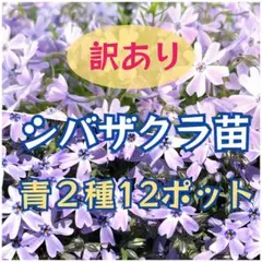 芝桜苗【青2種】B品12コのサムネイル