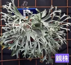 現品】チランジア・ストラミネア クランプ（2） - メルカリ